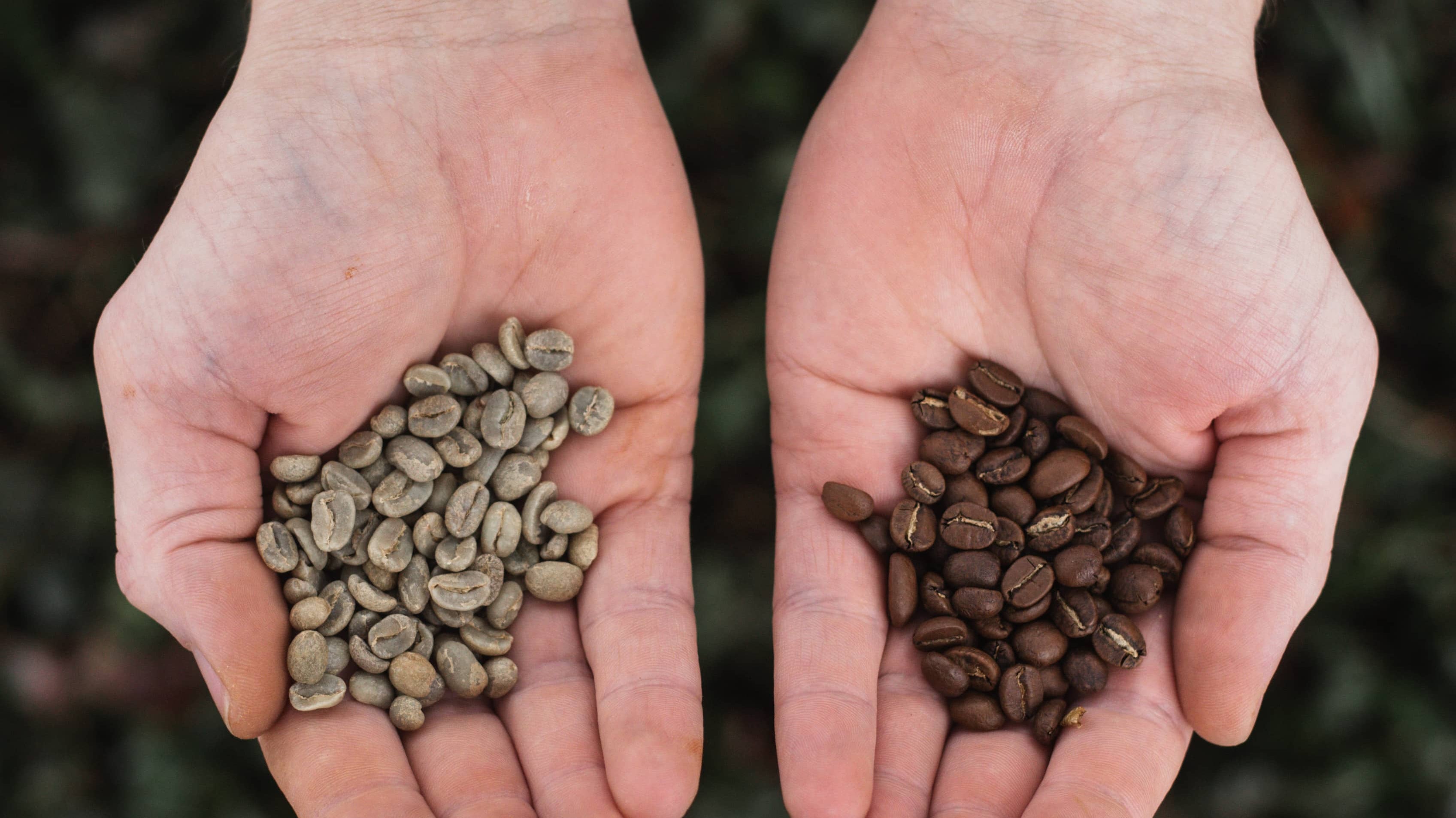 The Origin of Coffee