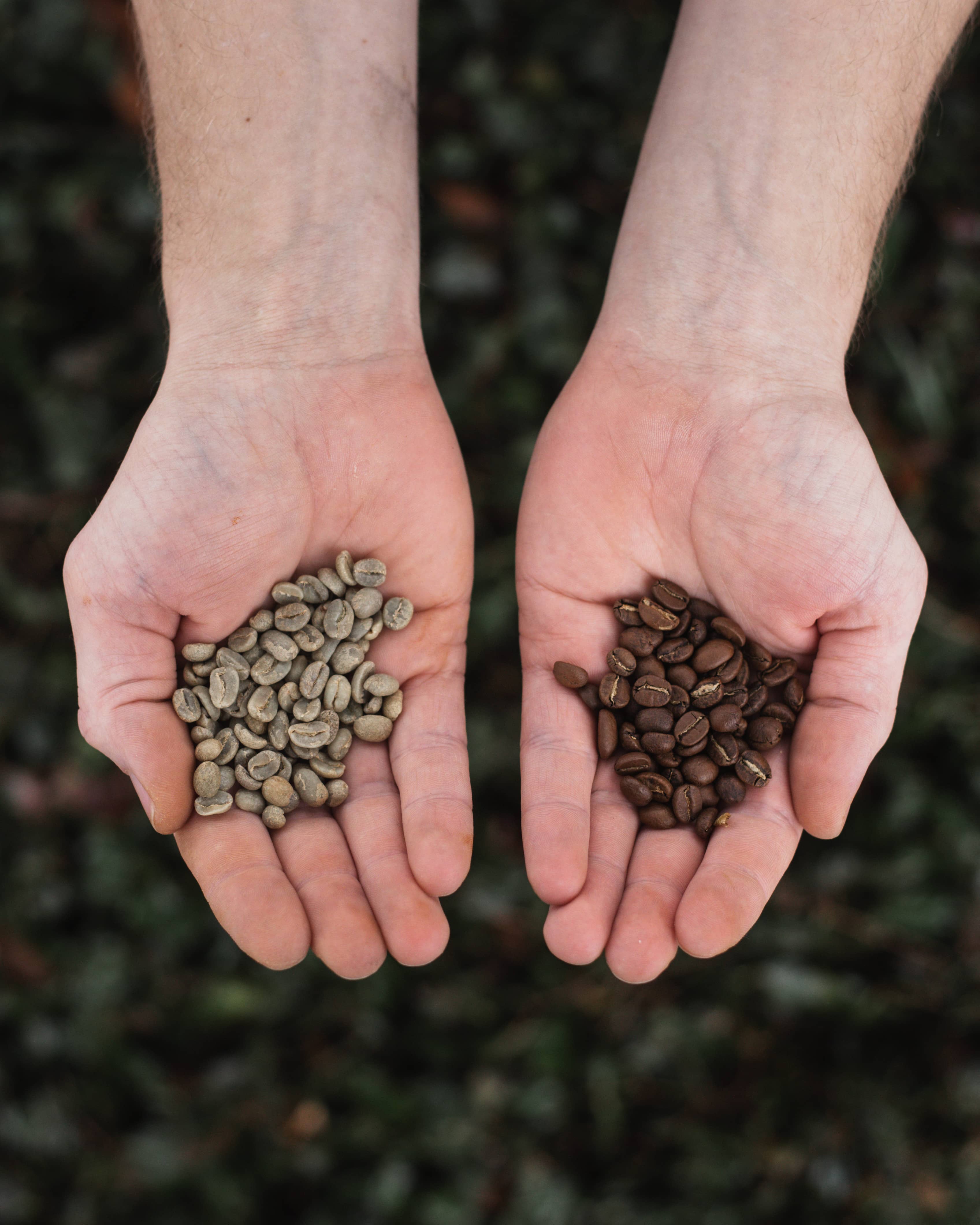 The Origin of Coffee