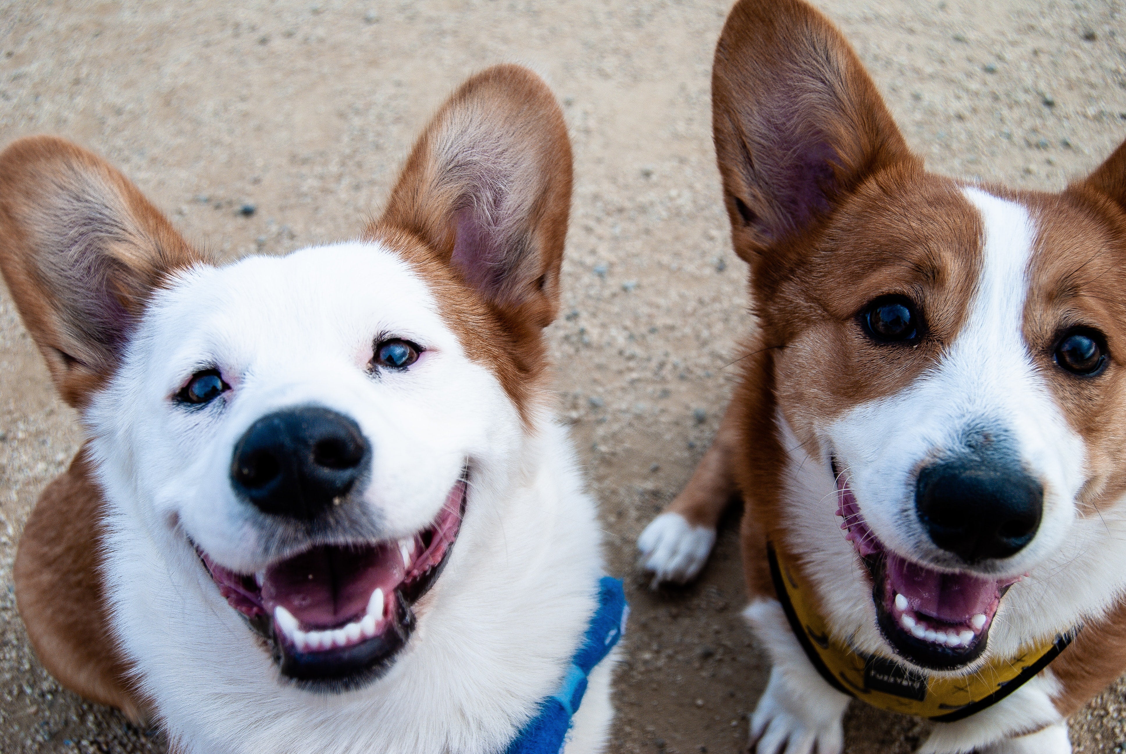 Pet-Friendly Businesses in Knoxville